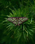 Enamel Pin | Glow-in-the-Dark Spanish Moon Moth