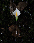 Ceramic Brooch | Calla Lily Pin