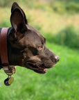 Willis Leather Collar | Leather and Brass