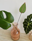 Green mulberry leaf stem in a pink glass vase with monstera and alocasia leaves