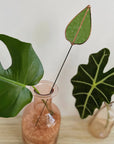 Close view of a green mulberry leaf stem in a pink glass vase with houseplant leaves