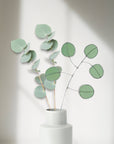 Bring a pop of color and artistry to your home with this handcrafted stained glass silver dollar eucalyptus stem by Samara Designs Studio. This stem is made from beautiful celadon green stained glass, carefully cut and assembled by hand to create a lasting botanical accent that will never wilt or fade.