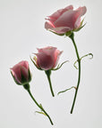 Three pink roses on long stems against a pale gray background