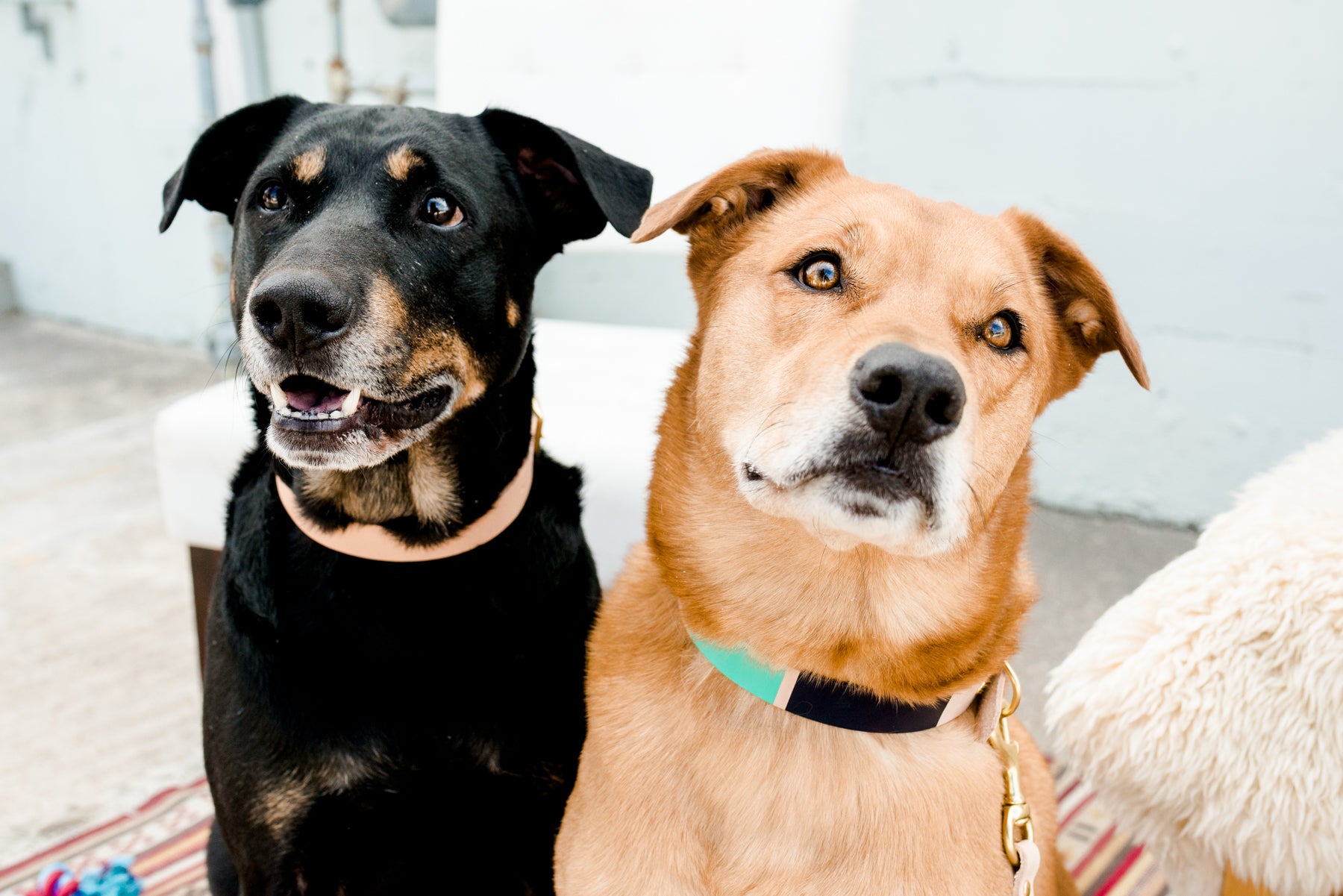 Dog Collars and Leashes