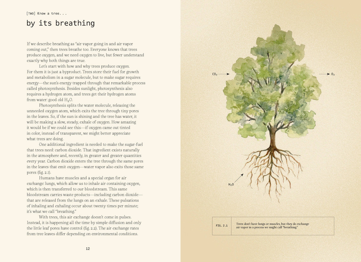 Open spread with text and a watercolor tree showing its roots