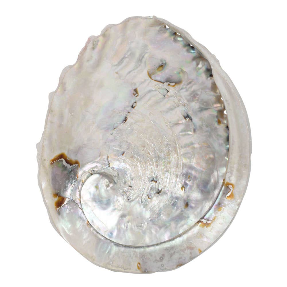 Dish | Abalone Shell