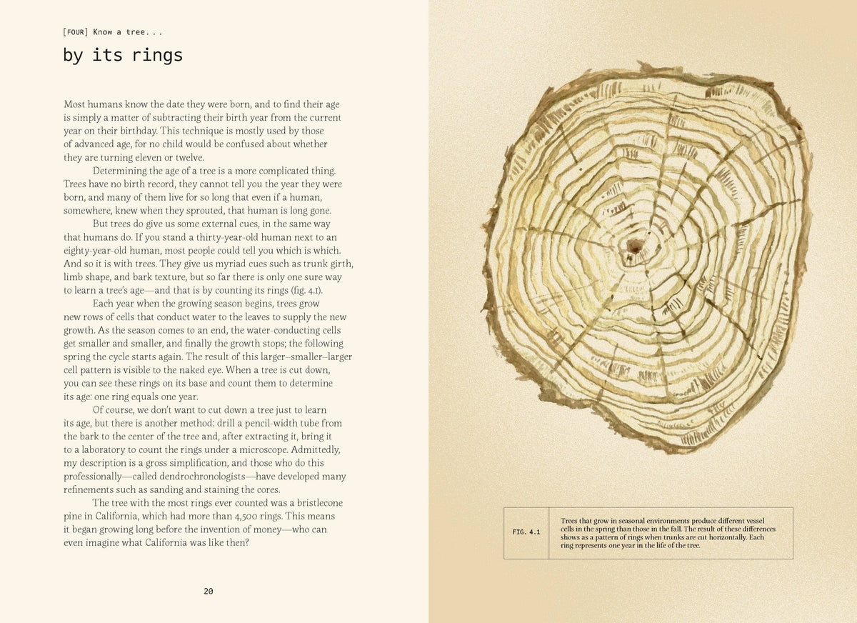Open spread with text and a watercolor cross-section of tree rings