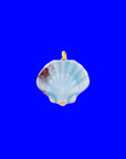 Charm | Shell