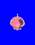 Charm | Shell