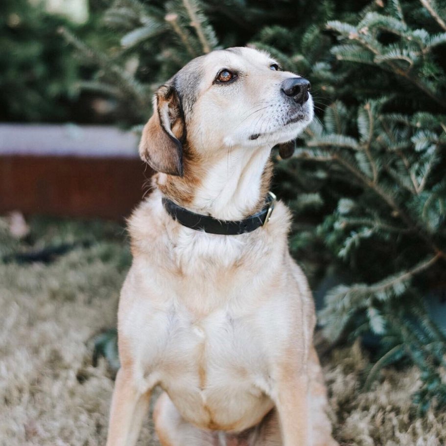 Willis Leather Collar | Leather and Brass