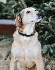 Willis Leather Collar | Leather and Brass