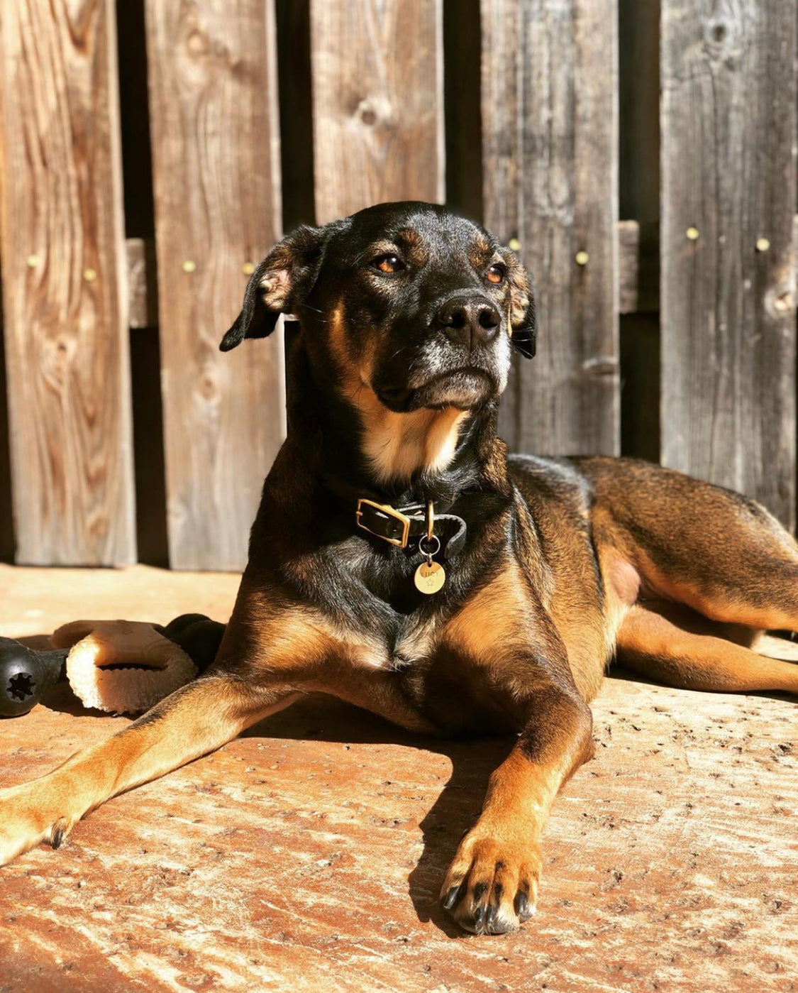 Willis Leather Collar | Leather and Brass