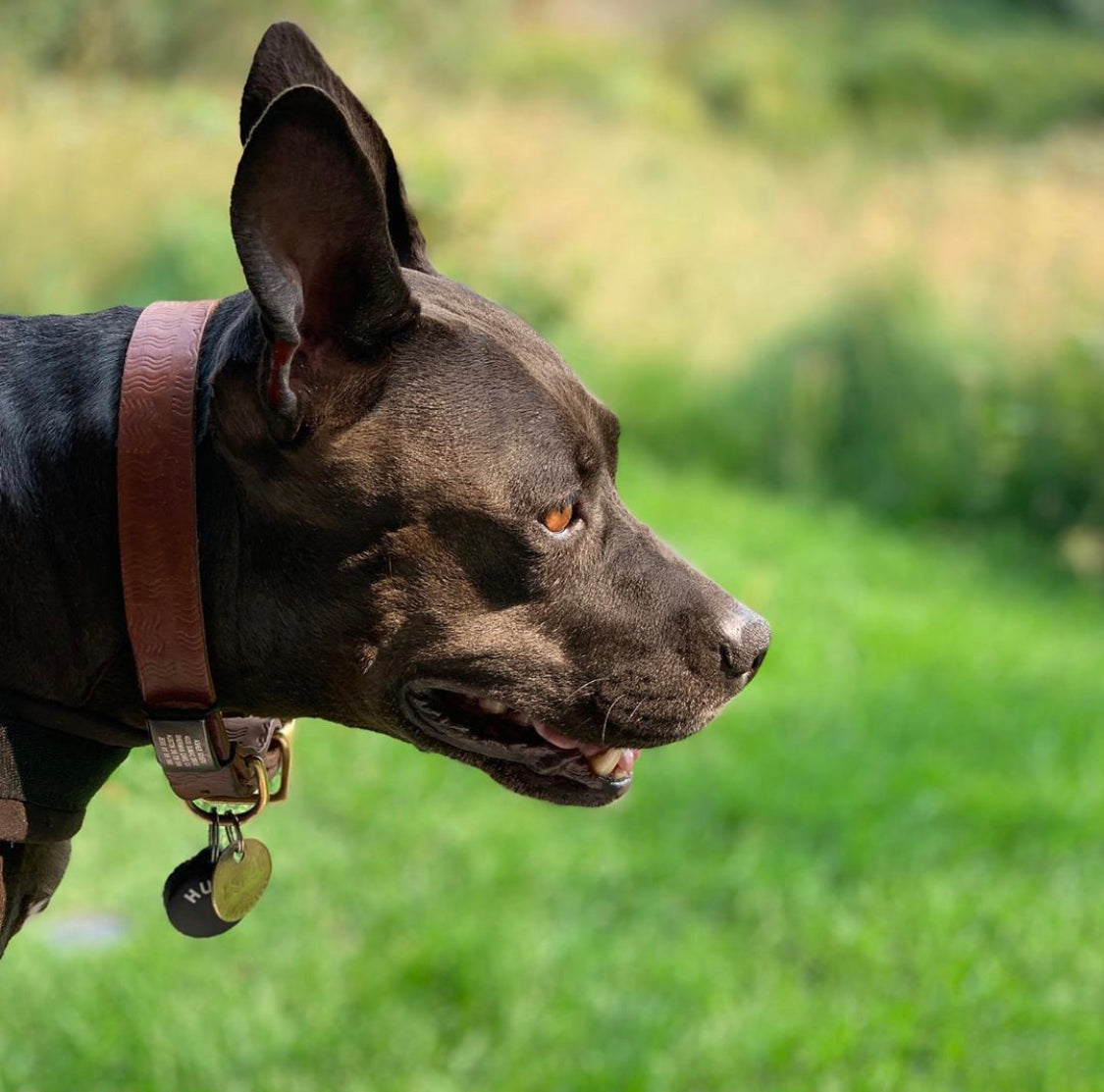 Willis Leather Collar | Leather and Brass