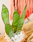 Handmade stained glass snake plant with 4 sculpted leaves. A cat-friendly, zero-maintenance houseplant alternative. Perfect for colorful home decor.