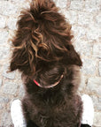 Now you can customize our Willis Eastwood pet line by choosing your paint colors! Choose the perfect colors to reflect your pet's style! For the toughest little guy or the biggest softie, the Willis collar brings colorful personality to a classic leather design for your pet. Natural leather collar features 5 holes for the perfect fit. Finished with brass hardware and your choice of color block.