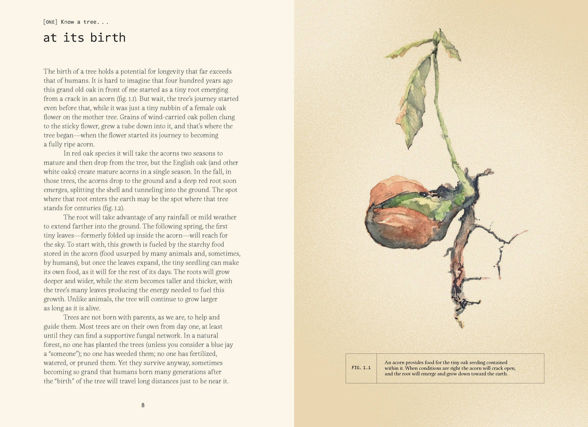 Open spread with text and a watercolor seedling and root illustration