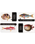 Judgy Fish Game