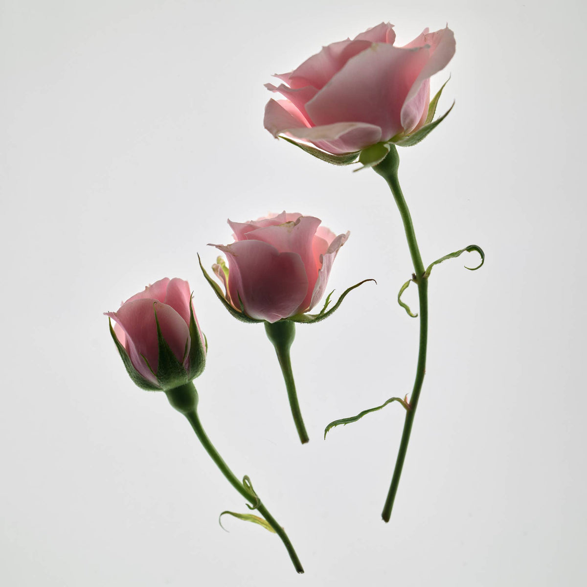 Three pink roses on long stems against a pale gray background