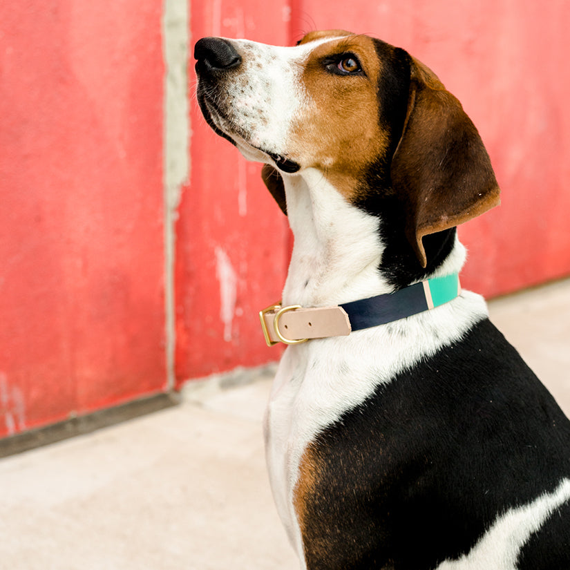 Now you can customize our Willis Eastwood pet line by choosing your paint colors! Choose the perfect colors to reflect your pet's style! For the toughest little guy or the biggest softie, the Willis collar brings colorful personality to a classic leather design for your pet. Natural leather collar features 5 holes for the perfect fit. Finished with brass hardware and your choice of color block.